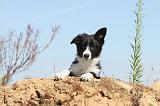 BORDER COLLIE 362